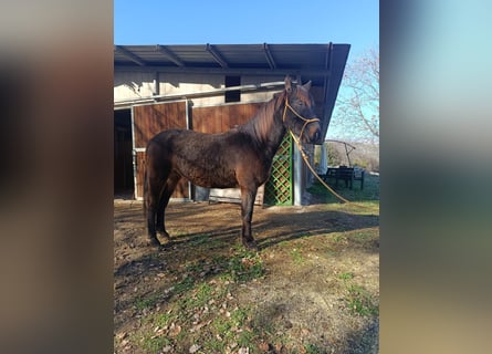Other Breeds, Gelding, 4 years, Bay-Dark