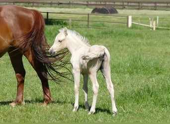 Other Breeds, Mare, Foal (04/2026), 13.1 hh, Palomino