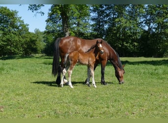 Other Breeds, Stallion, Foal (04/2026), 14.1 hh, Brown