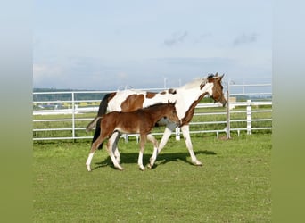 Other Warmbloods, Mare, Foal (03/2026), 16.1 hh, Brown