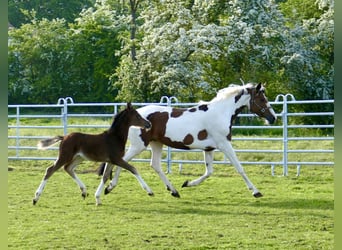 Other Warmbloods, Mare, Foal (03/2026), 16.1 hh, Brown