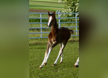 Other Warmbloods, Mare, Foal (03/2026), 16.1 hh, Brown