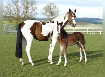 Other Warmbloods, Mare, Foal (03/2026), 16.1 hh, Brown
