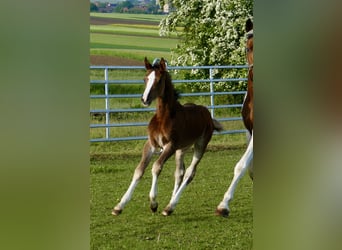 Other Warmbloods, Mare, Foal (03/2026), 16.1 hh, Brown