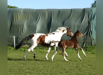 Other Warmbloods, Mare, Foal (03/2026), 16.1 hh, Brown