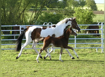 Other Warmbloods, Mare, Foal (03/2026), 16.1 hh, Brown