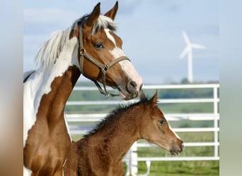 Other Warmbloods, Mare, Foal (03/2026), 16.1 hh, Brown
