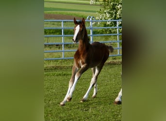 Other Warmbloods, Mare, Foal (03/2026), 16.1 hh, Brown