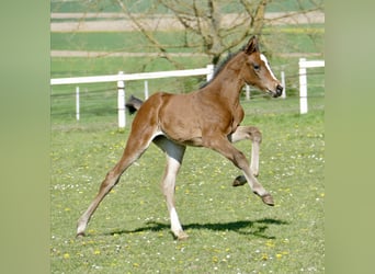 Other Warmbloods, Mare, Foal (04/2026), 16.2 hh, Brown