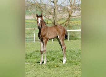 Other Warmbloods, Mare, Foal (04/2026), 16.2 hh, Brown