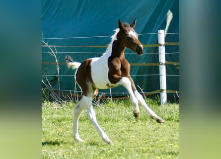 Other Warmbloods, Stallion, Foal (03/2026), 16.2 hh, Pinto
