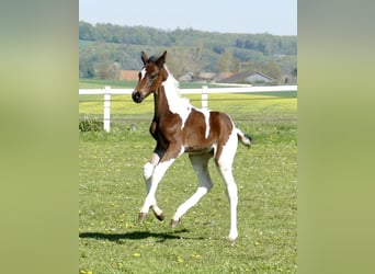 Other Warmbloods, Stallion, Foal (03/2026), 16.2 hh, Pinto