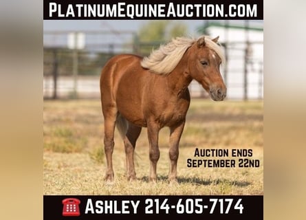 Pony of the Americas, Gelding, 18 years, 9.3 hh, Chestnut