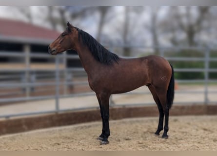 PRE, Gelding, 3 years, Brown