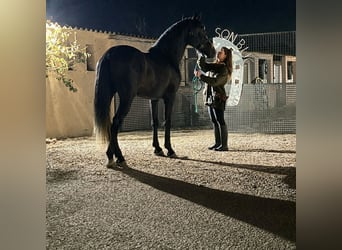 PRE, Gelding, 5 years, 16.3 hh, Grey-Dark-Tan