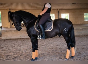 PRE, Gelding, 5 years, 16.3 hh, Grey-Dark-Tan