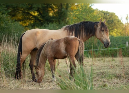 PRE Mix, Mare, 7 years, 15.1 hh, Dun