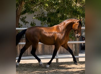 PRE Mix, Stallion, 3 years, 15.1 hh, Brown