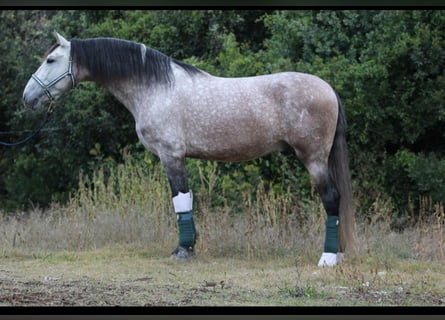 PRE, Stallion, 5 years, 16.2 hh