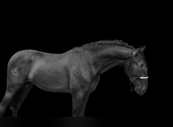 PRE Mix, Stallion, 6 years, 16.1 hh, Black