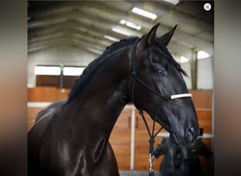 PRE Mix, Stallion, 6 years, 16.1 hh, Black