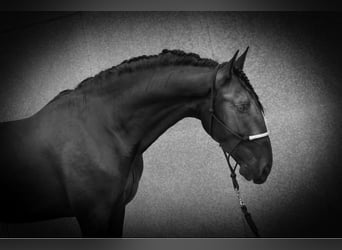 PRE Mix, Stallion, 6 years, 16.1 hh, Black