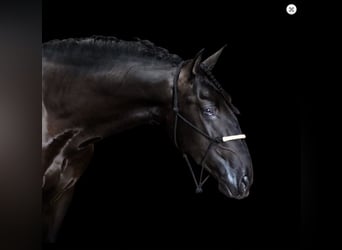 PRE Mix, Stallion, 6 years, 16.1 hh, Black