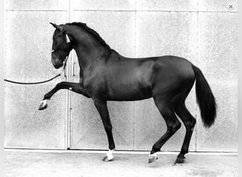 PRE Mix, Stallion, 6 years, 16.1 hh, Black