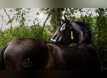 PRE Mix, Stallion, 6 years, 16.1 hh, Black