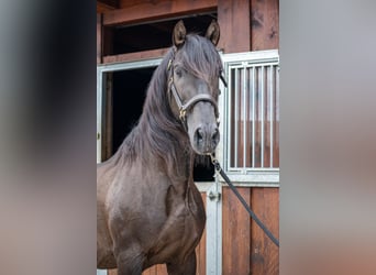 PRE, Stallion, 19 years, 15.1 hh, Black