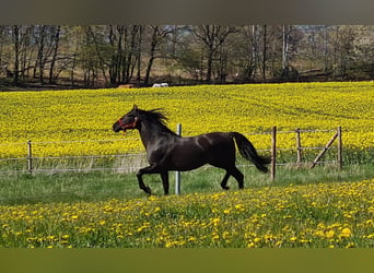 PRE, Stallion, 19 years, 15.1 hh, Black