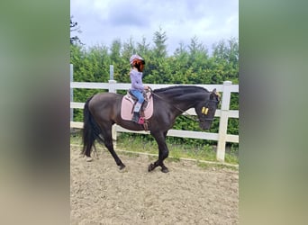 PRE, Stallion, 19 years, 15.1 hh, Black