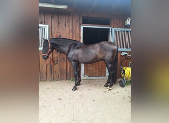 PRE, Stallion, 19 years, 15.1 hh, Black