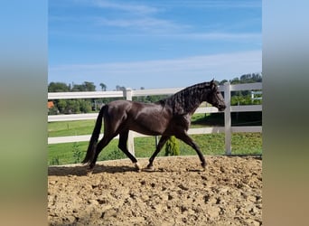 PRE, Stallion, 19 years, 15.1 hh, Black
