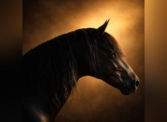 PRE, Stallion, 15 years, 15.2 hh, Black