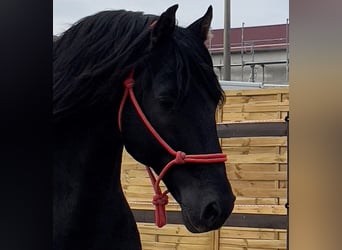 PRE, Stallion, 15 years, 15.2 hh, Black