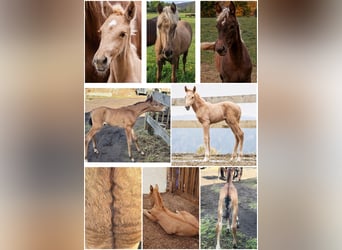 PRE, Stallion, 8 years, 16 hh, Palomino