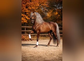 PRE, Stallion, 8 years, 16 hh, Palomino