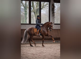 PRE, Stallion, 8 years, 16 hh, Palomino