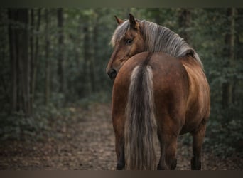 PRE, Stallion, 8 years, 16 hh, Palomino