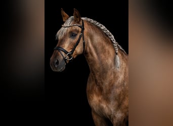 PRE, Stallion, 8 years, 16 hh, Palomino