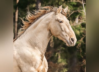 PRE, Stallion, 6 years, 16 hh, Pearl