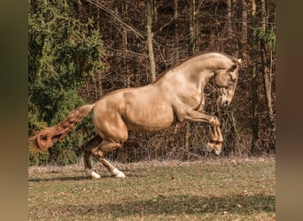PRE, Stallion, 6 years, 16 hh, Pearl