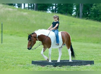 Quarter Pony, Gelding, 4 years, Pinto
