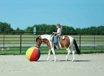 Quarter Pony, Gelding, 4 years, Pinto