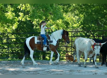 Quarter Pony, Gelding, 4 years, Pinto
