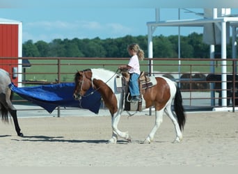 Quarter Pony, Gelding, 4 years, Pinto