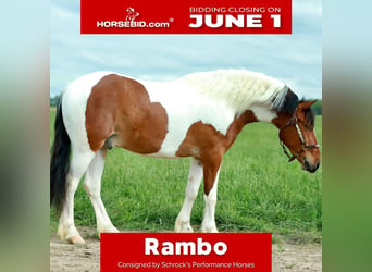Quarter Pony, Gelding, 4 years, Pinto