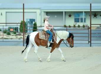Quarter Pony, Gelding, 4 years, Pinto