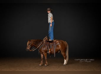 Quarter Pony, Gelding, 9 years